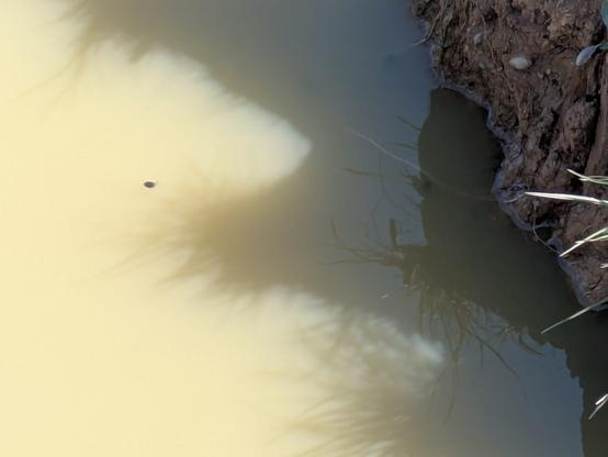 A small section of still, murky water reflects plants and trees, casting shadows and ripples on the surface. Tadpole in view.