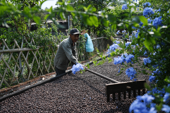 Un travailleur ratisse les grains de café pendant leur séchage dans une plantation située dans le Yunnan au sud-ouest de la Chine.