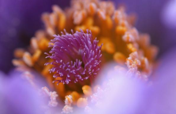 Macro photograph of a purple pulsatilla flower, showing mostly the central parts. In the middle of the purple petals is a crown of bright orange stamens, their anthers covered with white pollen. In the middle of this orange crown are the purple pistils, taller and having the appearance of a round brush. From so close, the whole thing looks more like a sea anemone, and because of the shallow depth of field used with the macro lens, some parts of the flower are in focus and others not, giving the impression that it is moving in water, as if the photo was taken under the sea near a coral.