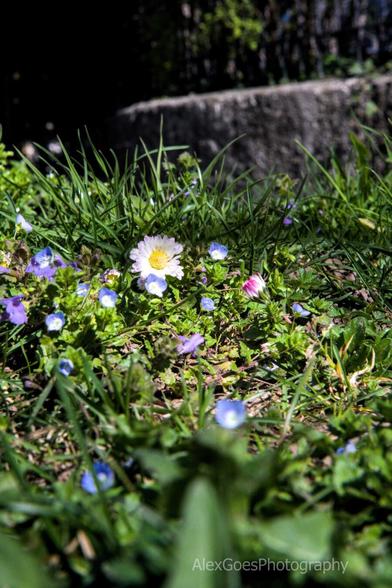 A single daisy in a small field of grass and light blue smaller flower basking in the sun.
