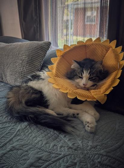 A long-haired green-eyed white tabby, wearing a funnel collar that looks like a giant sunflower blossom. She is lying on a bed covered in a blue blanket, nestled among pillows. Behind her is an open window, where a neighboring brick house can be seen.