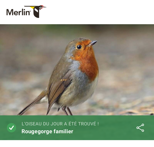 L'oiseau du jour trouvé dans l'application Merlin avec le rougegorge
