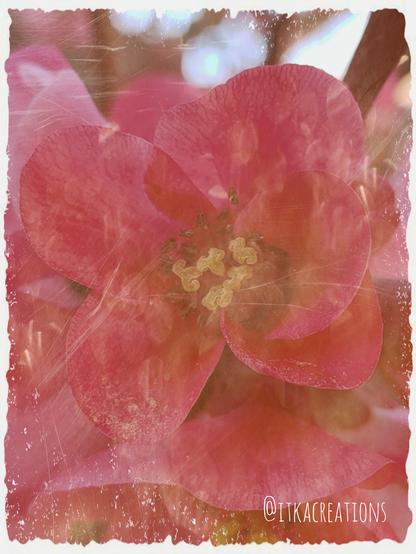 Fleur de pommier du Japon en gros plan