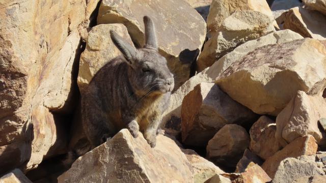 Chinchilla im Fels