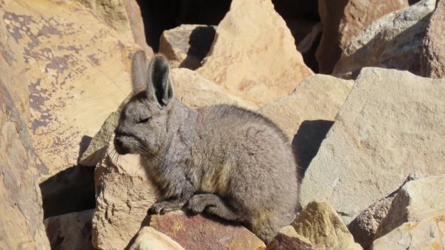 Chinchilla