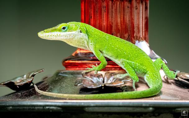 Closeup color photo of a green anoles lizard on the feeding ports at the base of a red glass hummingbird feeder.