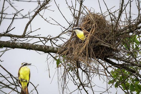 Two birds with bright yellow plumage are perched among the branches, with one near a large nest made of twigs and straw. The gray sky provides a muted backdrop, enhancing the vibrant colors of the birds and the greenery. Photography by Debra Martz