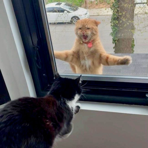 A black and white cat is inside a house, looking out of a window at an orange tabby cat with a collar, which is standing on its hind legs and appearing to angrily shout through the glass.