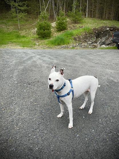 A white dog with a blue harness stands on hard pack gravel and looks at the camera as if to say “stop taking pictures and walk me dammit!”