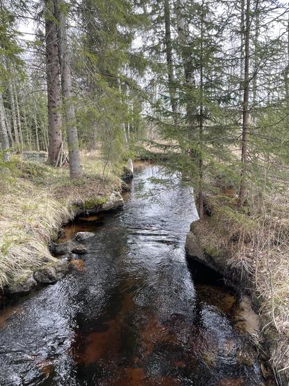It has clear brown water and rounded edges and there are pines and spruce standing around it. Grass is still Yellow because it is yet early spring