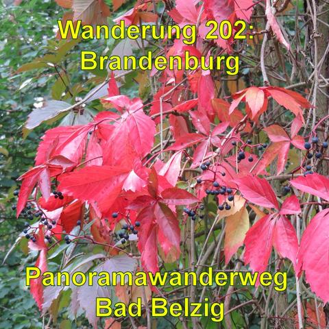 Leuchtend rotes Herbstlaub des Wilden Weins mit blauen Beeren an den Zweigen. Grünes Laub ist im Hintergrund sichtbar.