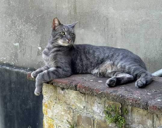 Grey cat with tiger stripes lying on top of a brick wall with lighter grey concrete wall in the background