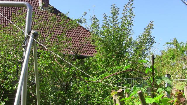 Hopfen an Schnur zu Stahlgerüst - halbe Strecke