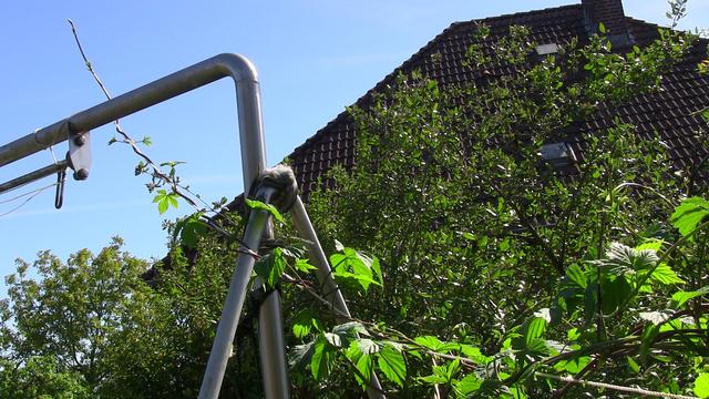 Hopfen an Schnur - Stahlgerüst ist erreicht