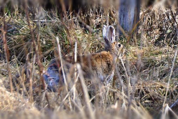 Looking through some blurred dry grass and thin willow stems, we have a partial view of a snowshoe hare. It is standing in an alert ready to flee pose which means more or less erect on all fours, body stretched full length horizontally. We see it side on, head facing right, its ears- smaller than those of some hares are straight up, and from this angle its eye looks black and shiny. It is mostly but not fully changed from white winter fur to summer grey-brown. Its back is a reddish brown, with some white showing underneath and I think the face may yet get a bit darker. White inside ears and on feet may remain. Under and behind is more grass, mostly winter dry, partly grazed partly flattened, then we see the bottom of one weathered grey fence post and shadows of a wooded area farther back.