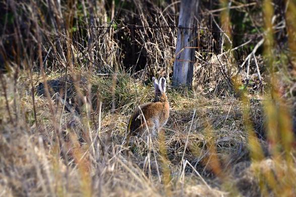 Same view nearly, but  less obstructed, we can see most of the hare now, which is now sitting, facing away toward the fence, maybe only 1/8 turn of one eye toward the viewer but ears definitely angled back  It is mostly but not fully changed from white winter fur to summer grey-brown. Its back is a reddish brown, with some white showing underneath and I think the face may yet get a bit darker. White inside ears and on feet may remain. Under and behind is more grass, mostly winter dry, partly grazed partly flattened, then we see the bottom half of one weathered grey fence post and shadows of a wooded area farther back.