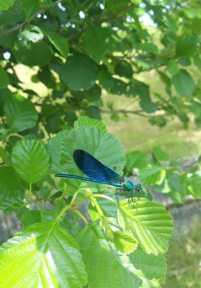 An iridescent blue libellule on a tree branch.