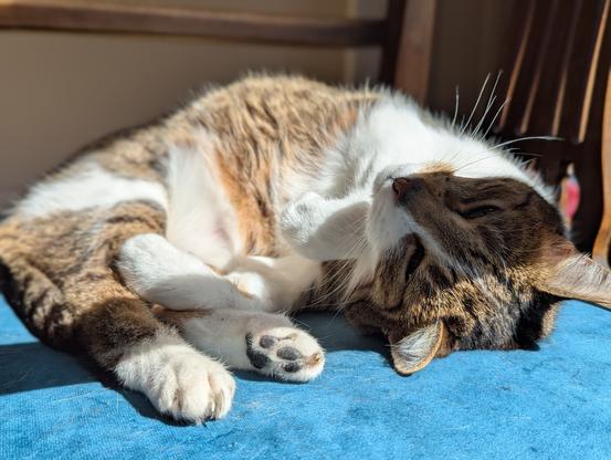 Cat lying in the sun on a blue cushion.
