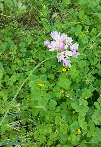Brin unique d'ail sauvage rose sur fond de vertes herbes, principalement du trèfle
