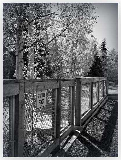 Black and white image of Wood post fence with chain link between posts running through the picture from bottom left to middle right. There is birch tree stands begging it. The fence is castings shadows on the ground.