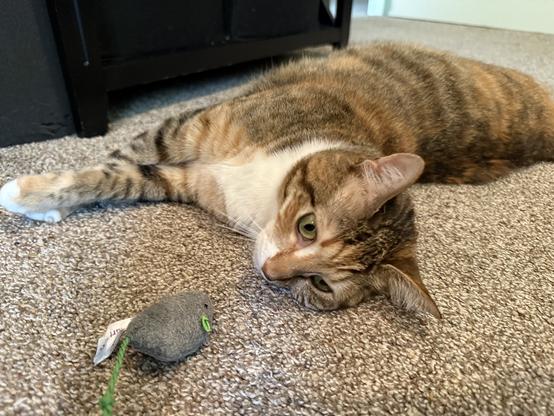 A brown tabby cat with dark stripes, a white chin and tummy, and white paws gazing with loving (and somewhat stoned) affection at a small gray catnip mouse with a green yarn tail. The cat is lying on her side on a brown carpet, with a dark shelf in the background.