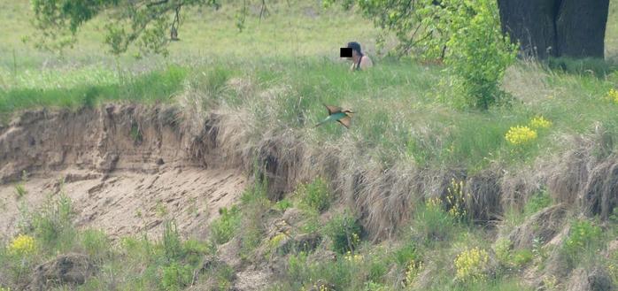 Mann sitzt im Gras unmittelbar hinter der Steilwand mit den Bruthöhlen der Bienenfresser, 2 fliegen durch's Bild
