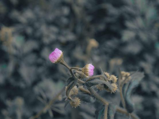 two purple flower buds on long stalks. vintage filter gives the foliage around and behind the flowers a look reminiscent of old polaroids