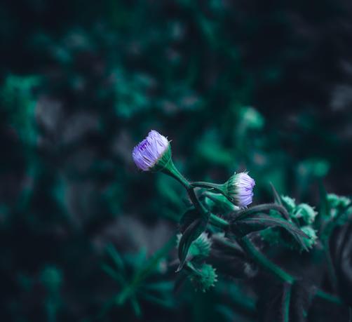 two purple flower buds on stalks. the editing gives it a dark fantasy look