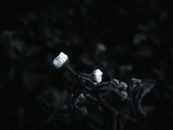 a black and white edit with dramatic shadows to emphasize the white petals of the flower buds against the dark background of foliage