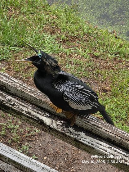 A large black water bird is perched on an old wooden fence. With long pointy beak/bill opened wide revealing a huge mouth ahead of tiny beady black eyes surrounded by bright neon green coloring and black feathers.