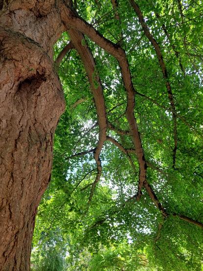 Un tronc d' arbre à écorce rugueuse et des branches au feuillage très fourni en pleine croissance