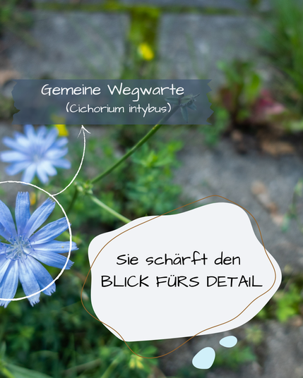 Zwischen Pflastersteinen wächst die Gewöhnliche Wegwarte.