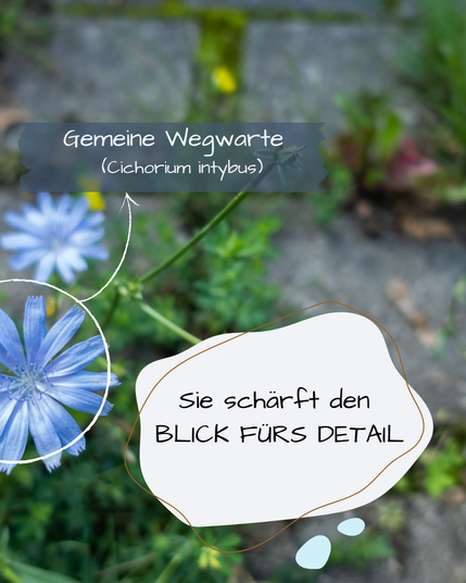 Zwischen Pflastersteinen wächst die Gewöhnliche Wegwarte.