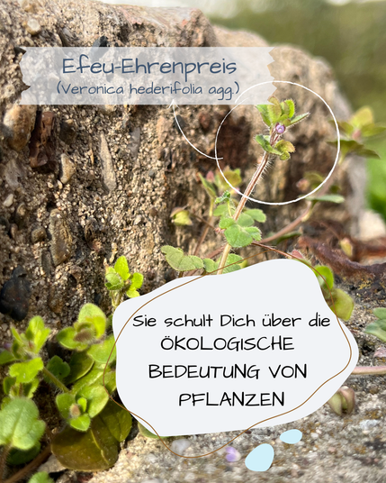 Zwischen Pflastersteinen wächst Efeu-Ehrenpreis.