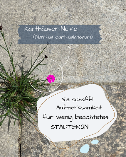 Zwischen Pflastersteinen wächst eine Karthäuser-Nelke.