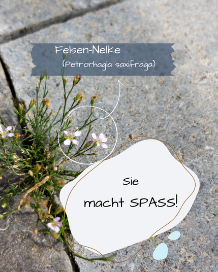 Zwischen Pflastersteinen wächst eine Felsen-Nelke.