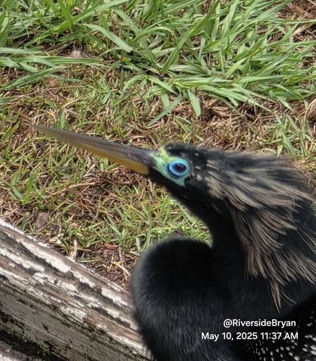 Close up on the face/head of an unusual black water bird, perched on a fence. At the end of a pointy beak/bill are tiny black eyes surrounded by bright colors in almost neon pastel shades of blue, green, and yellow.