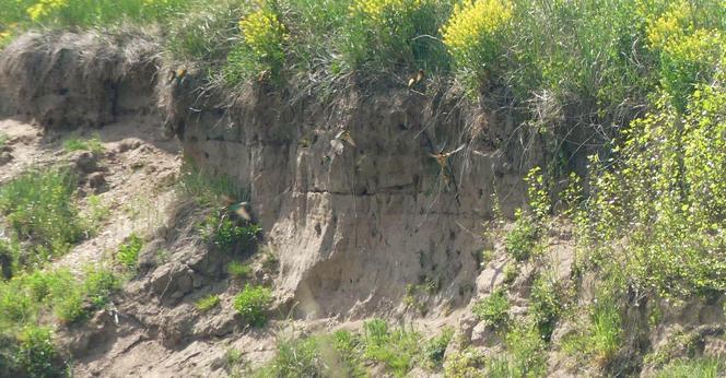 Steilwand, gar nicht hoch, stellenweise bewachsen, manches blüht gelb. An der Wand, vor den Löchern, an Pflanzen und Vorsprüngen, in der Luft - überall sind Bienenfresser. Ich zähle 13.