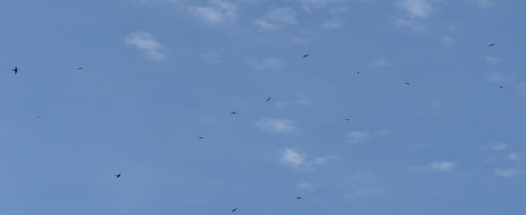 14 Bienenfresser als Wirbel in der Luft vor blauem Himmel, sie sind Teil der Gesamtgruppe, die sich wegen einer Störung versammelte.