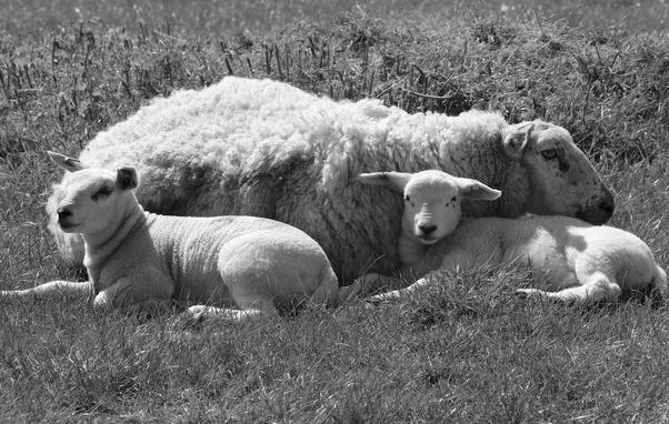 A black and white photograph of a Ewe, laying down, on grass, in a field, with two lambs, also laying down, snuggled up to her. Taken on a hot sunny May day