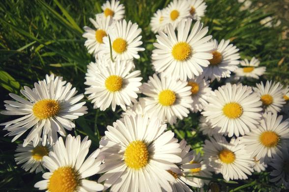 A close-up, overhead shot shows a cluster of white daisies with bright yellow centers surrounded by green grass.