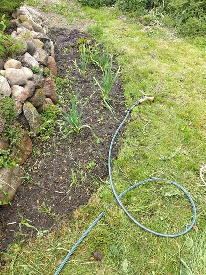 A small patch with bare soil and a couple of corn and alliums coming up. It's just been sown with a lot of annuals.