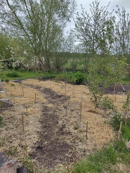 Another patch with a clear soil path in the middle and the rest is covered with hay.