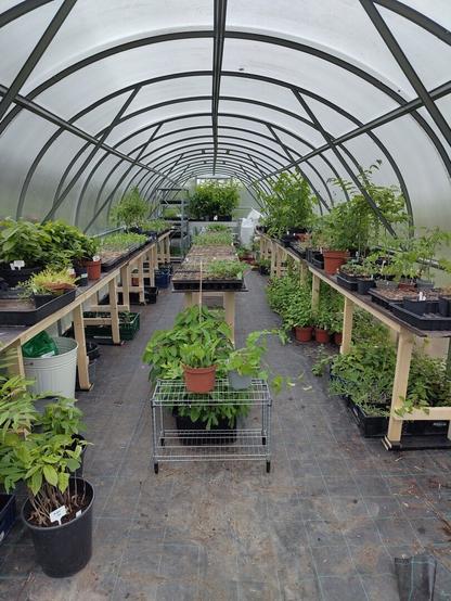 A very good looking polytunnel with a lot of small plants being warm and alive.