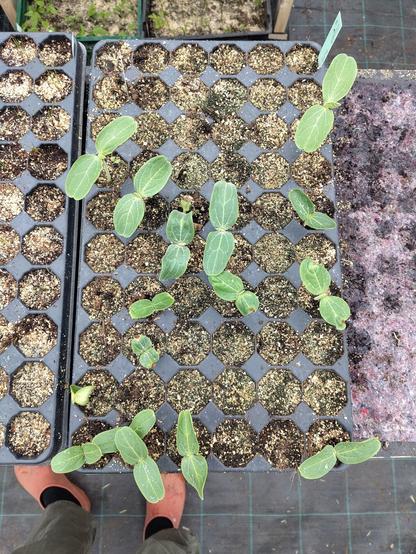 Some gourds sprouting