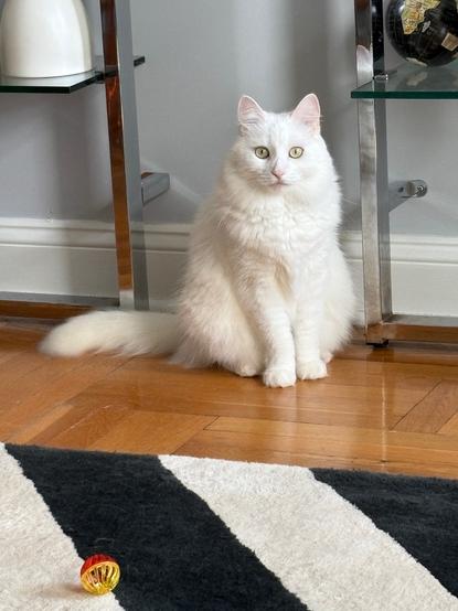 White cat stares at the camera