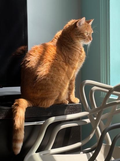 Orange cat looks out the window