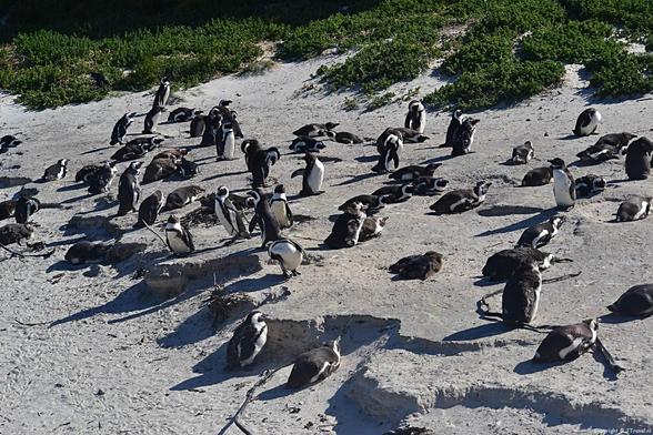 Tijdens mijn bezoeken aan Zuid-Afrika bezocht ik Boulders Beach ten zuiden van Kaapstad. Hier leeft een kolonie met meer dan 3.000 pinguïns. Alles over Boulders Beach lees je in dit artikel 👇

https://jtravel.nl/afrika/zuid-afrika/boulders-beach/

#pinguin #bouldersbeach #zuidafrika