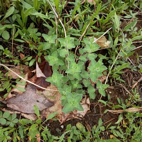 A catmint plant in my garden. I planted it last fall. With all the rain recently it is thriving. Lots of catnip on the way.