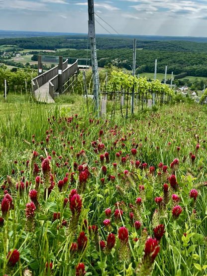 Aussichtsplattform zwischen Weinreben mit Blick ins grüne Tal